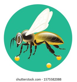 Bee with drops of honey - round icon - isolated on white background - vector. Environmental Protection. Animal world.