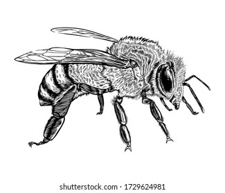 bee engraving art vector illustration