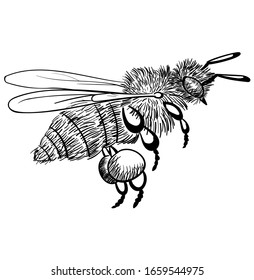 Bee flies isolated on a white background. black monochrome illustration of a honey bee