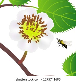 Bee and flower of kiwi with leaves on a white background.