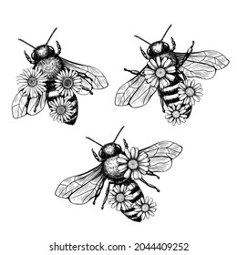 Bee and flower in sketch style on black background. Nature  vector vintage illustration design element set. Hand draw.