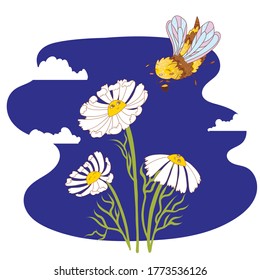 Bee fly to the camomile