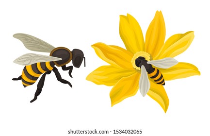 Bee Flying Around The Flower And Gathering Blossom Dust Vector Illustration