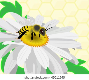 Bee gather honey on a chamomile. Background with honeycombs.
