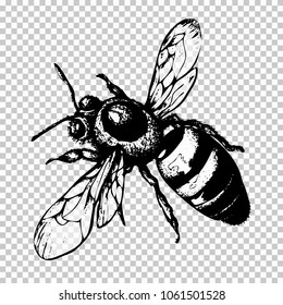 Bee hand drawing, black sketch insect on a transparent background. Vector illustration