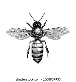 Bee Hand Drawing Vintage Engraving Illustration Isolate On White Background