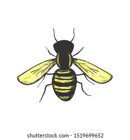 Bee hand drawn colored illustration, simple isolated design element.