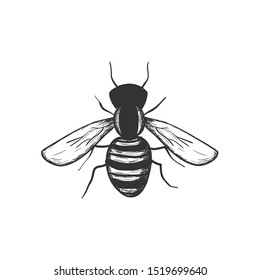 Bee hand drawn illustration, simple isolated design element.