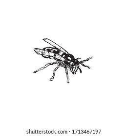 Abeja. Elementos de diseño gráfico dibujados a mano ilustración vectorial de la página web, para impresión, para icono