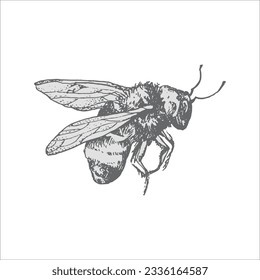 bee handdrawn illustration, vector bee drawing