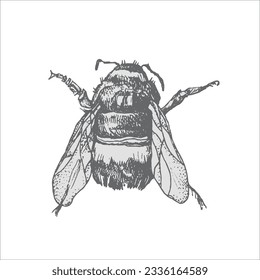 bee handdrawn illustration, vector bee drawing