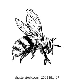 Bee, Hand-Drawn Vector, Graphic Style, Cartoon Illustration, Black and White, Sketch Style, Isolated on White Background