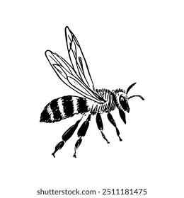 Abelha, Vetor Desenhado à Mão, Estilo Gráfico, Ilustração de Desenho Animado, Preto e Branco, Estilo de Esboço, Isolado no Plano de Fundo Branco