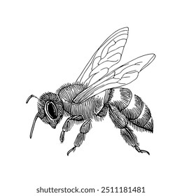 Bee, Hand-Drawn Vector, Graphic Style, Cartoon Illustration, Black and White, Sketch Style, Isolated on White Background