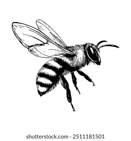 Bee, Hand-Drawn Vector, Graphic Style, Cartoon Illustration, Black and White, Sketch Style, Isolated on White Background