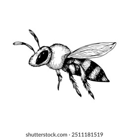 Abelha, Vetor Desenhado à Mão, Estilo Gráfico, Ilustração de Desenho Animado, Preto e Branco, Estilo de Esboço, Isolado no Plano de Fundo Branco