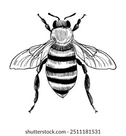 Bee, Hand-Drawn Vector, Graphic Style, Cartoon Illustration, Black and White, Sketch Style, Isolated on White Background