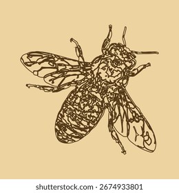 Bee, Hand-Drawn Vector, Graphic Style colour background