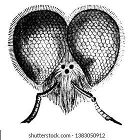 Bienenkopf mit drei schwarzen Punkten sind die einfachen Augen, Vintage-Linie Zeichnung oder Gravitation Illustration.