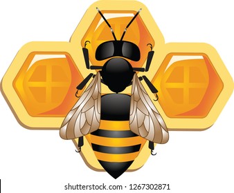 bee and honey background