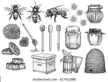 bee, honey, hive, beekeeping illustration, drawing, engraving, line art, vector