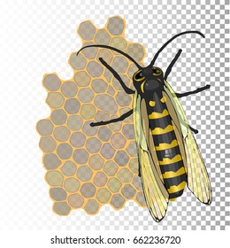 Bee and honey in honeycombs hexagonal. On an isolated background. Vector illustration for your design.