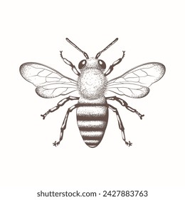 Bee, honey bee isolated on a white background. Naturalistic, scientific, botanical engraved illustration, vector drawing