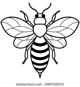 Bee, honey bee isolated on a white background. Naturalistic, scientific, botanical engraved illustration, vector drawing,