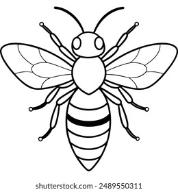 Bee, honey bee isolated on a white background. Naturalistic, scientific, botanical engraved illustration, vector drawing,