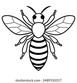 Bee, honey bee isolated on a white background. Naturalistic, scientific, botanical engraved illustration, vector drawing,