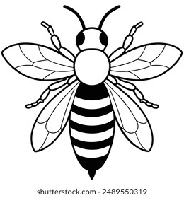 Bee, honey bee isolated on a white background. Naturalistic, scientific, botanical engraved illustration, vector drawing,