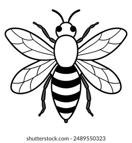 Bee, honey bee isolated on a white background. Naturalistic, scientific, botanical engraved illustration, vector drawing,
