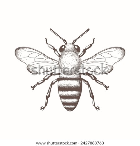 Bee, honey bee isolated on a white background. Naturalistic, scientific, botanical engraved illustration, vector drawing