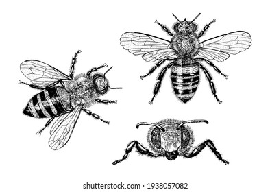  Bee and Honey. Mead and insect. Vector Engraved hand drawn Vintage old sketch for t-shirt or typography or badge. Vector illustration