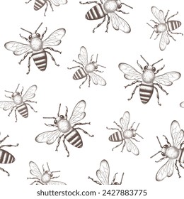 Abeja, abeja de miel patrón sin fisuras, fondo. Naturalista, científico, ilustración botánica grabada, dibujo vectorial