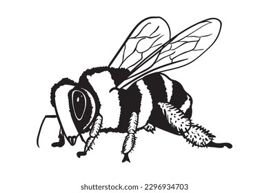 Bee, Honeybee Svg, Queen Bee, Handwritten Bee, Bumble Bee, Honey  svg