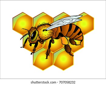 Bee with honeycomb