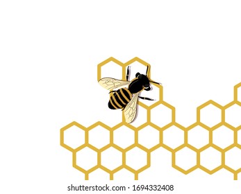 bee honeycomb background. Place for text