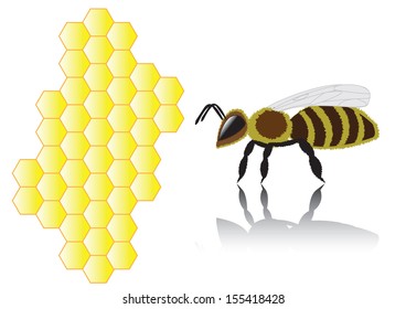 Bee and honeycombs on a white background