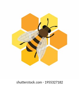 Bee and honeycombs. Vector illustration isolated on white background.