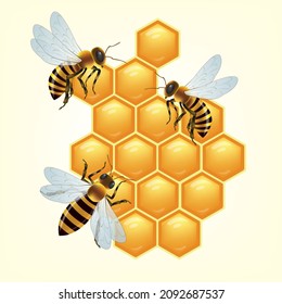 Bee and honeycombs.closeup of bees on honeycomb in apiary - selective focus, copy space.Illustration vector