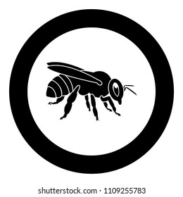 Bee icon black color in circle round 