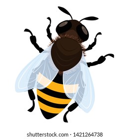 Bee icon. Cartoon of bee vector icon for web design isolated on white background