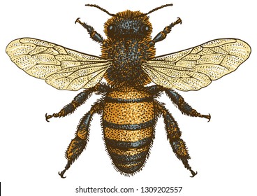 Bee illustration, drawing, engraving, ink, line art, vector