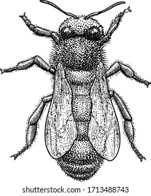 Bee illustration, drawing, engraving, ink, line art, vector