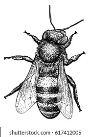 Bee illustration, drawing, engraving, ink, line art, vector