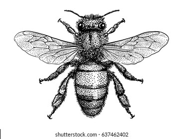 Bee Illustration Drawing Engraving Ink Line Stock Vector (Royalty Free ...