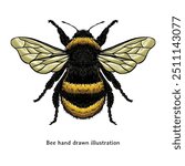 Bee illustration. Vintage Bee illustration in hand drawn style. Bumble bee illustration