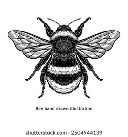 Bee illustration. Vintage bee illustration. Bee hand drawn illustration in vintage style. Bee sketch