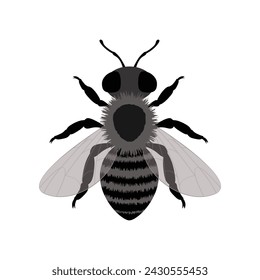 Bee. An image of a bee in black and white style. A honey bee. A flying insect. Vector illustration isolated on a white background